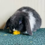 Sable Woods Rabbitry - @sablewoodsrabbitry - Instagram
