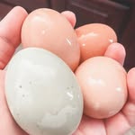 Sabra || Chicken Keeper & Baker - @cluckleberryeggsbakes - Instagram
