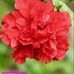 Sabra Nasrin - Facebook