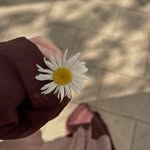 Sabreen Abdullah - @sabreen_abdallah3 - Instagram