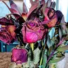 lolzlianna3211 - @sabrina.bonner1 - TikTok