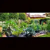 sabrina corriga - @tasty_little_garden - TikTok
