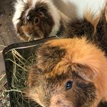 Sabrina Devine - @chewieandsnoopy - Instagram