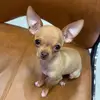 Lil.Butternut - @sabrina.erickson4 - TikTok