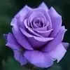 Sabrina Hammond - @sabrina.hammond6 - TikTok