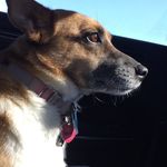 @sabrina.the.orange.dog - Instagram
