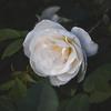 Sabrina Pullin662 - @sabrinapullin1 - TikTok