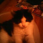 Katzen fan 23 - @sabrina.sauer - Instagram