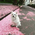 Pitou - @sabrinasievert - Instagram