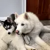 Sabrina - @sabrinatarr892 - TikTok