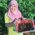 House Of Sacha Inchi Kak Lin 2018 - Facebook