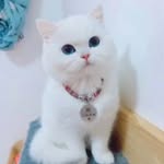 SADAF FARID - @sadaf.farid - Instagram