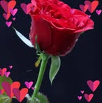 Sadaf Munir - Facebook