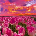 Sadaf Rizwan - Facebook