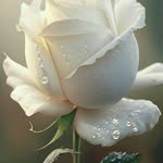 Sadaf Rizwan - @sadaf_rizwan81 - Instagram