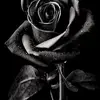 Sadaf Rizwan - @sadafrizwan02 - TikTok