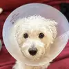 Sadeball 2021 - @sadietheangeldog - TikTok