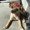 Hi I’m Sadee!!😜🐶❤️🦴 - @sadee_bell.my.dog101 - TikTok