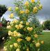 Sadia Ferdous - Facebook