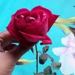 Sadia Haque - Facebook
