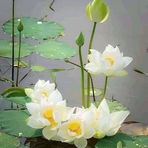 Sadia Huda - Facebook
