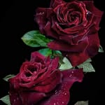 Sadia Huda - @sadia.huda.9 - Instagram