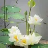 Sadia Huda - @sadiahuda406 - TikTok