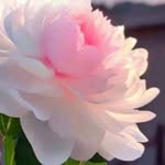 Sadia Abdul mannan - @sadiaabdulmannan - Instagram