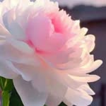 Sadia Abdul mannan - @mannansadiaabdul - Instagram