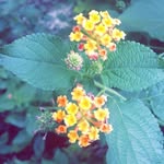 sadia munawar - @sadia12.munawar - Instagram