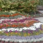 Sadia Suhail - @sadia_suhail26 - Instagram