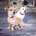 Bollinger and Sadie - @chiweenie.cuteness - Instagram
