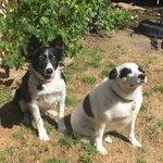 Carson and Sadie 💖🐾 - @carson_and_sadie_ - Instagram