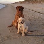 Sadie & Cooper - @sadie_cooper12 - Instagram