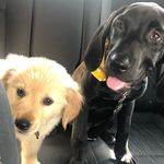 Sadie & Cooper 🐾 - @sadie_cooper_adventures - Instagram