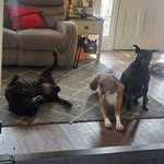 Sadie, Cooper, & Smiles - @3pawedsadie - Instagram