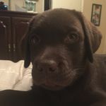 Sadie, Cooper, Lil Dog & Lola - @sadie_and_friends - Instagram