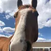 SadiexHorsexedits😭 - @sadie.cunningham4 - TikTok