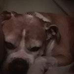 SadieTheElderBoxer - @sadietheelderboxer - Instagram