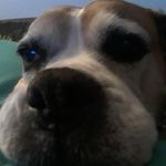 sadietheelderboxer - @sadieelderboxer - Instagram