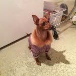Sadie Fleming - @the_sadie_dog - Instagram