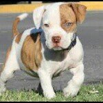 Sadie Ford - @pitbull_lover___566__sadie - Instagram