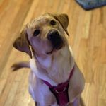 Sadie Gray - @sadiegray_thepup - Instagram