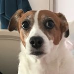 Sadie | Dog Model - @sadiegarciagregory - Instagram