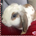 Sadie🐰 - @sadie.harmony - Instagram