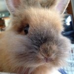 🐰Sadie 🐰 - @sadie_the_lion_head - Instagram