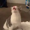 Sadie - @sadiekey - TikTok