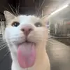 sadiekeyser - @sadiekeyser - TikTok
