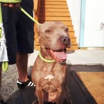 SADIE LOO - @sadie__the__super__pup__ - Instagram