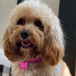 Sadie Loo - @sadie_loo_cavapoo - Instagram